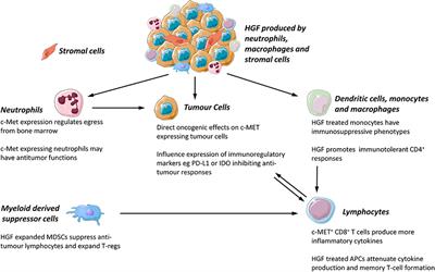 The Emerging Role of the c-MET-HGF Axis in Non-small Cell Lung Cancer Tumor Immunology and Immunotherapy